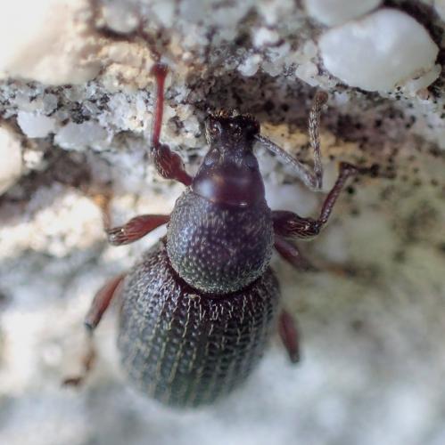 Otiorhynchus cribricollis